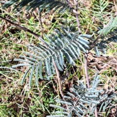 Acacia dealbata at Mount Majura - 16 Jun 2024