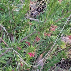 Grevillea sp. (Grevillea) at Mount Majura - 16 Jun 2024 by abread111