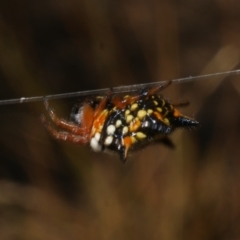 Austracantha minax (Christmas Spider, Jewel Spider) at WendyM's farm at Freshwater Ck. - 17 Feb 2023 by WendyEM