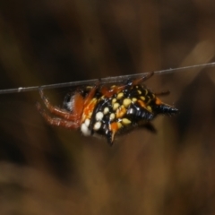 Austracantha minax (Christmas Spider, Jewel Spider) at Freshwater Creek, VIC - 17 Feb 2023 by WendyEM