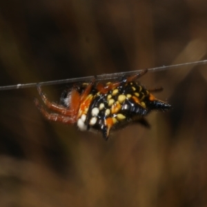 Austracantha minax at WendyM's farm at Freshwater Ck. - 17 Feb 2023 06:33 PM