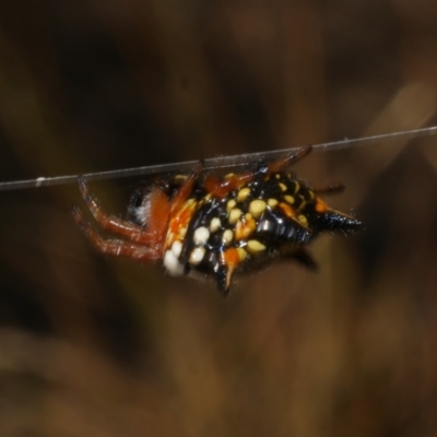 Austracantha minax (Christmas Spider, Jewel Spider) at Freshwater Creek, VIC - 17 Feb 2023 by WendyEM