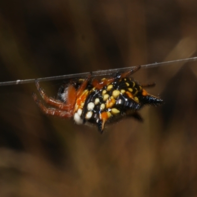 Austracantha minax at WendyM's farm at Freshwater Ck. - 17 Feb 2023 by WendyEM