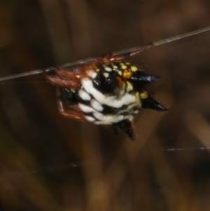 Austracantha minax at WendyM's farm at Freshwater Ck. - 17 Feb 2023 06:33 PM