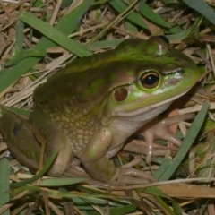 Litoria raniformis at WendyM's farm at Freshwater Ck. - 15 Feb 2023 by WendyEM