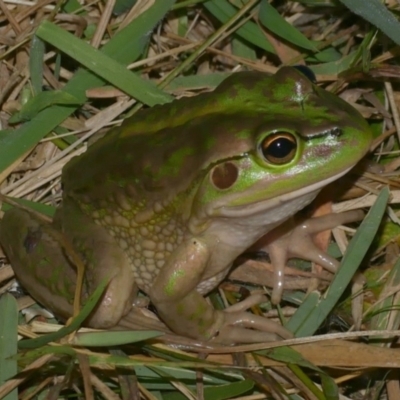 Litoria raniformis (Southern Bell Frog) at Freshwater Creek, VIC - 15 Feb 2023 by WendyEM