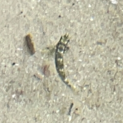 Lepidoblennius haplodactylus at Coolangatta, QLD - 14 Jun 2024 by Hejor1