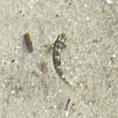 Lepidoblennius haplodactylus at Coolangatta, QLD - 14 Jun 2024 by Hejor1