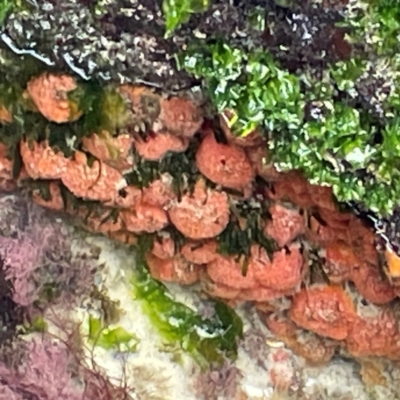 Porifera sp. at Coolangatta, QLD - 15 Jun 2024 by Hejor1