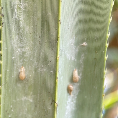 Unidentified Scale insect or Mealybug (Hemiptera, Coccoidea) at Coolangatta, QLD - 15 Jun 2024 by Hejor1