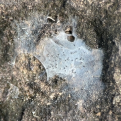 Araneae (order) at Coolangatta, QLD - 15 Jun 2024 by Hejor1
