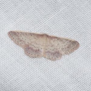 Idaea nephelota at WendyM's farm at Freshwater Ck. - 21 Feb 2023