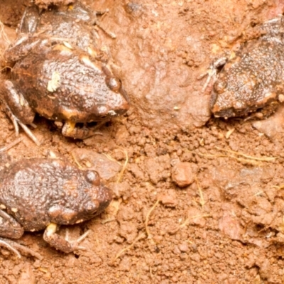 Uperoleia laevigata (Smooth Toadlet) at Mount Ainslie - 15 Jun 2024 by jb2602