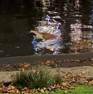 Nycticorax caledonicus at Melbourne, VIC - 12 Apr 2024 07:52 PM