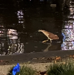 Nycticorax caledonicus at Melbourne, VIC - 12 Apr 2024 07:52 PM