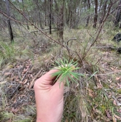 Cassinia longifolia (Shiny Cassinia, Cauliflower Bush) at Panton Hill, VIC - 11 Apr 2024 by Tapirlord