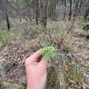 Cassinia longifolia at Panton Hill, VIC - 11 Apr 2024 03:11 PM