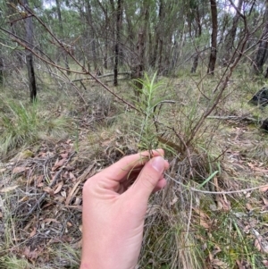 Cassinia longifolia at Panton Hill, VIC - 11 Apr 2024 03:11 PM