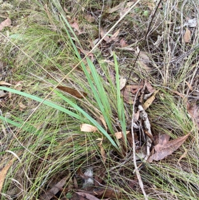 Dianella revoluta var. revoluta (Black-Anther Flax Lily) at Panton Hill, VIC - 11 Apr 2024 by Tapirlord