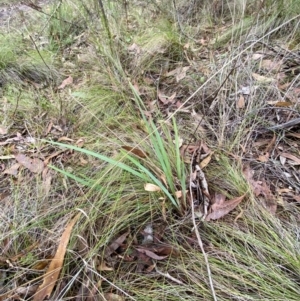 Dianella revoluta var. revoluta at Panton Hill, VIC - 11 Apr 2024 03:11 PM