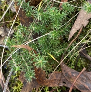 Acrotriche serrulata at Panton Hill, VIC - 11 Apr 2024