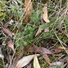 Acrotriche serrulata at Panton Hill, VIC - 11 Apr 2024