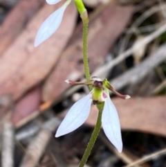 Eriochilus cucullatus (Parson's Bands) at Panton Hill, VIC - 11 Apr 2024 by Tapirlord