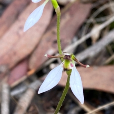 Eriochilus cucullatus (Parson's Bands) at Panton Hill, VIC - 11 Apr 2024 by Tapirlord