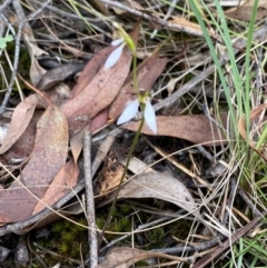 Eriochilus cucullatus at Panton Hill, VIC - suppressed