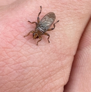 Hippoboscidae sp. (family) at Wanniassa, ACT - 4 Apr 2024