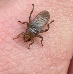 Hippoboscidae sp. (family) at Wanniassa, ACT - 4 Apr 2024