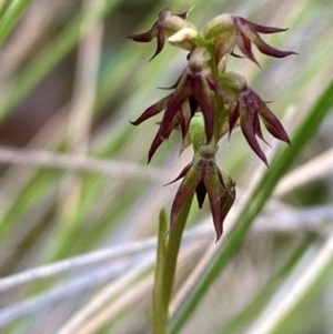 Corunastylis despectans at Panton Hill, VIC - 11 Apr 2024