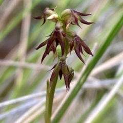 Corunastylis despectans at Panton Hill, VIC - 11 Apr 2024