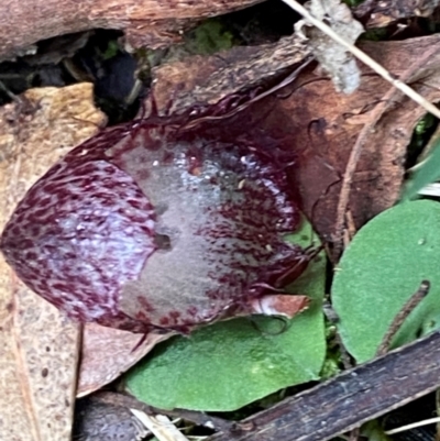 Corysanthes hispida (Bristly Helmet Orchid) at Tidbinbilla Nature Reserve - 4 Apr 2024 by Tapirlord