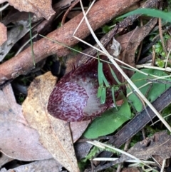 Corysanthes hispida at Tidbinbilla Nature Reserve - suppressed