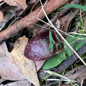 Corysanthes hispida at Tidbinbilla Nature Reserve - suppressed