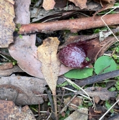 Corysanthes hispida at Tidbinbilla Nature Reserve - suppressed