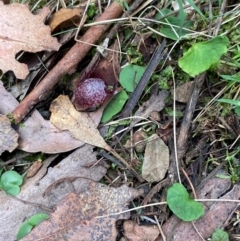 Corysanthes hispida at Tidbinbilla Nature Reserve - suppressed