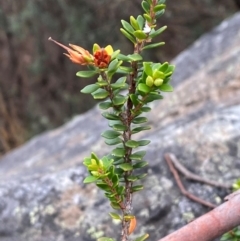 Epacris robusta (Round-leaf Heath) at Namadgi National Park - 4 Apr 2024 by Tapirlord