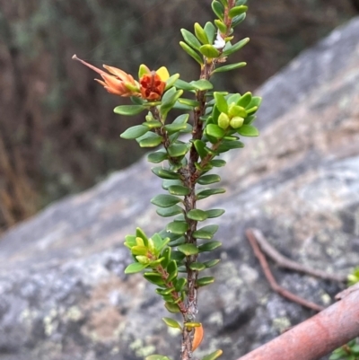 Epacris robusta (Round-leaf Heath) at Namadgi National Park - 4 Apr 2024 by Tapirlord