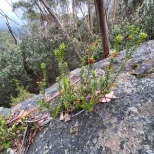 Epacris robusta at Namadgi National Park - 4 Apr 2024