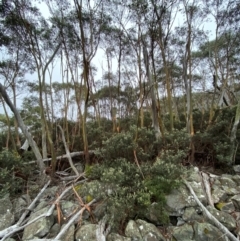 Eucalyptus glaucescens (Tingiringi Gum) at Namadgi National Park - 4 Apr 2024 by Tapirlord