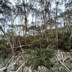 Eucalyptus glaucescens at Namadgi National Park - 4 Apr 2024 11:32 AM