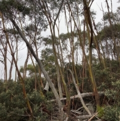 Eucalyptus glaucescens at Namadgi National Park - 4 Apr 2024 11:32 AM