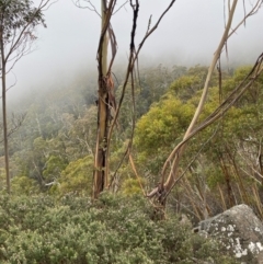 Eucalyptus glaucescens at Namadgi National Park - 4 Apr 2024 11:32 AM