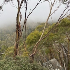 Eucalyptus glaucescens at Namadgi National Park - 4 Apr 2024 11:32 AM