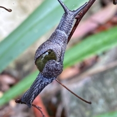 Helicarion cuvieri (A Semi-slug) at Tidbinbilla Nature Reserve - 3 Apr 2024 by Tapirlord
