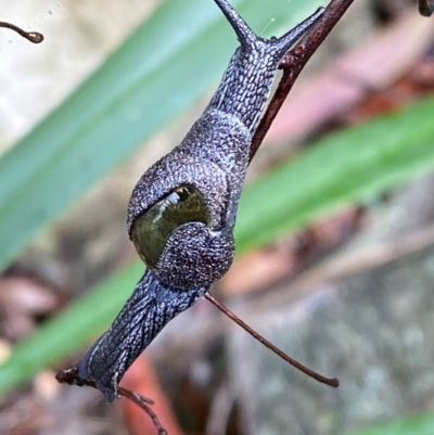 Helicarion cuvieri (A Semi-slug) at Tidbinbilla Nature Reserve - 4 Apr 2024 by Tapirlord