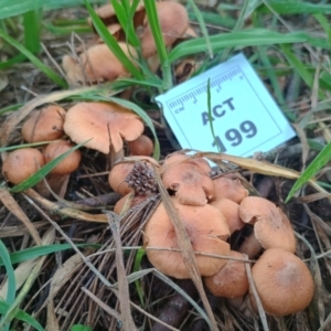 Cortinarius sp. at Swamp Creek - 25 May 2024