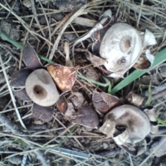 Geastrum sp. (genus) (An earthstar) at Strathnairn, ACT - 25 May 2024 by CanberraFungiGroup